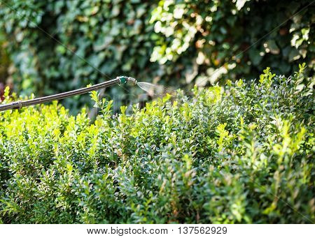 Treatment Of Boxtree Bushes By Pesticide