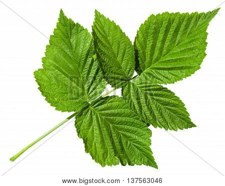 Twig With Green Leaves Of Raspberry Plant