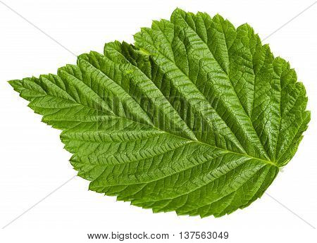 Green Leaf Of Raspberry Plant Isolated
