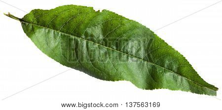Green Leaf Of Peach Tree Isolated On White