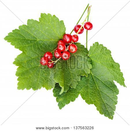 Berries And Green Leaves Of Red Currant Plant