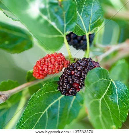 Ripe Black And Red Berries On Blackberry Tree