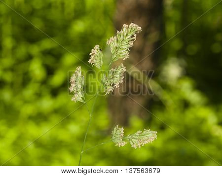 Flowers on Cock's-foot or Cat grass Dactylis glomerata closeup with green bokeh background selective focus shallow DOF