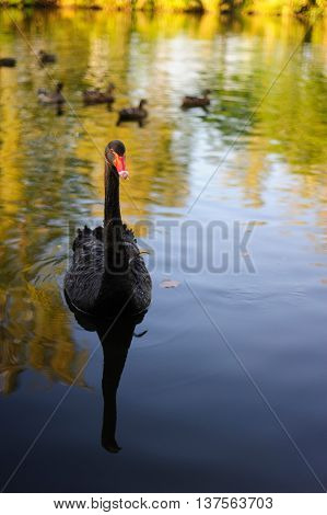 Black swan is swimming in evening pond