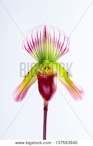Paphiopedilum callosum (Rchb.f.) Orchids are exotic and beautiful.