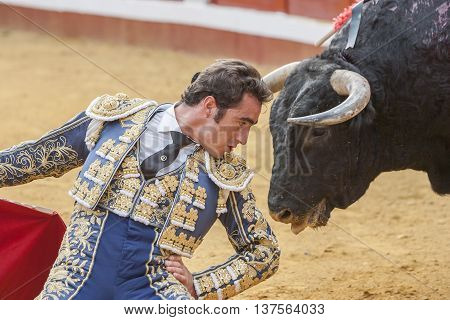 Pozoblanco Spain - September 23 2011: The Spanish Bullfighter David Fandila El Fandi bullfighting with the crutch a few inches of the bull's head in the Bullring of Pozoblanco Spain