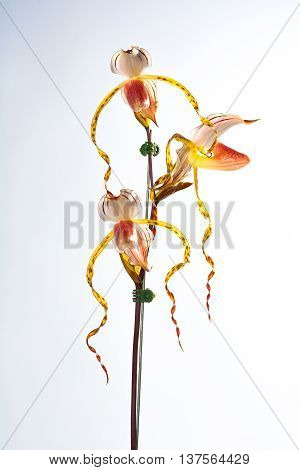 Paphiopedilum stonei, Orchids that look strange and beautiful.