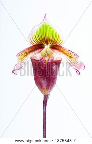 Paphiopedilum superbiens (Rchb. f.) Orchids that look strange and beautiful. Orchids are exotic and beautiful.