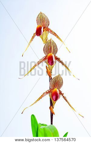 Paph. rothschildianum cultural requirements, Orchids that look strange and beautiful.