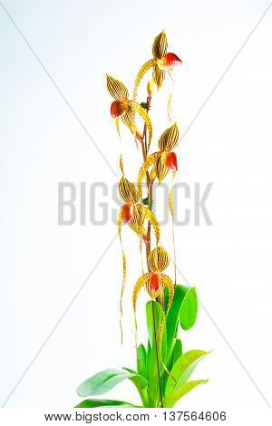 paph booth's sand lady,Orchids that look strange and beautiful.
