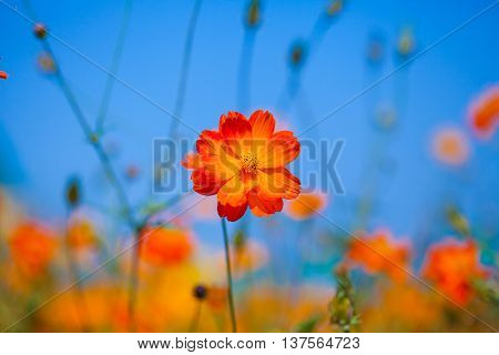 atural flowers in the sky as a backdrop.