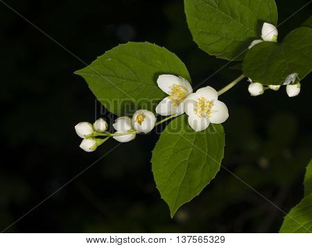 White flowers on mock-orange shrub with bokeh background macro selective focus shallow DOF