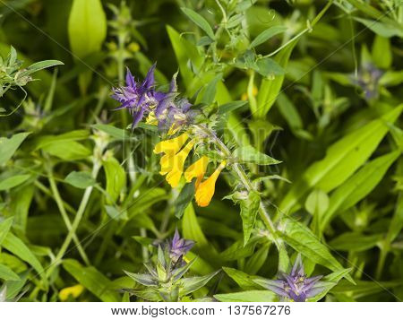 Wood Cow-wheat Melampyrum nemorosum blossom macro selective focus shallow DOF