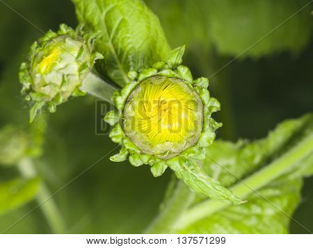 Blooming Telekia Speciosa flower bud macro selective focus shallow DOF