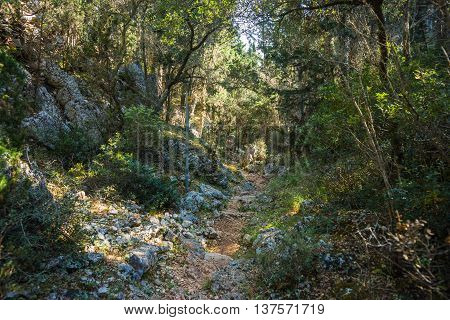 Path Through The Forest To The Beach Dafnoudi, Kefalonia, Greece