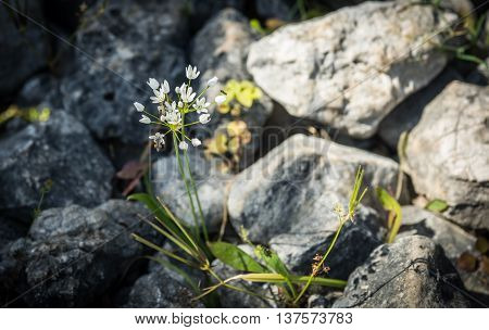 Flowers On The Rocks On The Beach Dafnoudi, Kefalonia, Greece