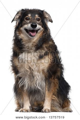 Blandet race hund, 12 år, sidder foran hvid baggrund