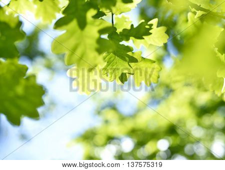 fresh green leaves with copy space. Green oak leaves in the sun with selective focus and defocused background. Nature background in spring.