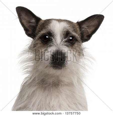Blandet race hund, 2 år gammel, foran hvid baggrund