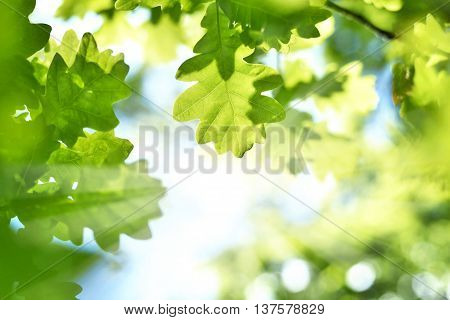 fresh green leaves with copy space. Green oak leaves in the sun with selective focus and defocused background. Nature background in spring.