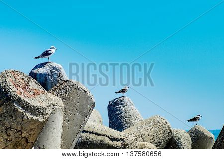Three seagulls alighted ascending on a bay concrete tetrapods