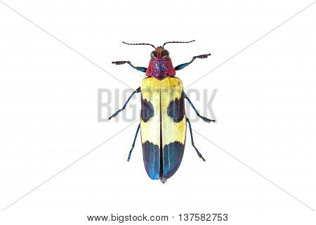 Chrysochroa Buqueti