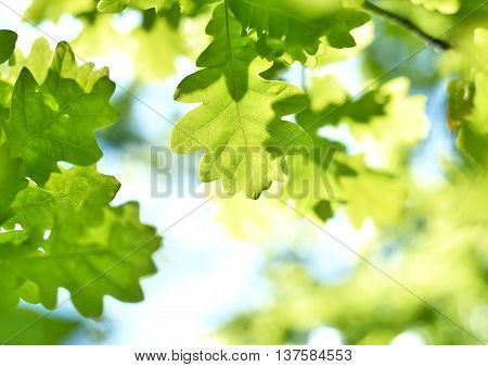 fresh green leaves with copy space. Green oak leaves in the sun with selective focus and defocused background. Nature background in spring.