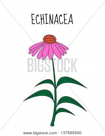 Echinacea flower sketch hand drawing. Medicinal plant Echinacea. Vector illustration