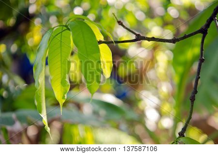 Mango Leaf On The Tree With Bokeh Background