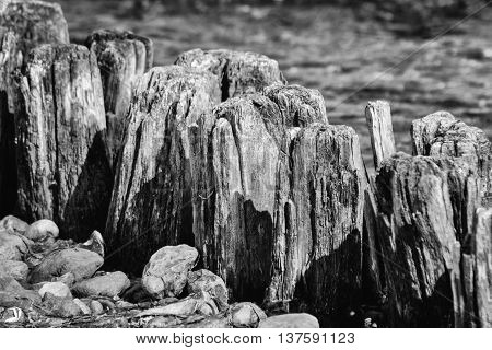 Close up fromWodden groyne in black and white