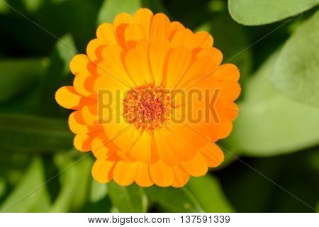Close up from an orange  flower in ameadow