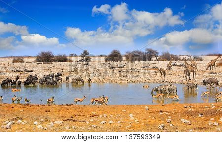 A variety of animals around a busy waterhole in Etosha national park, with giraffes, zebra, wildebeest, impala, gemsbok oryx against a blue cloudy sky