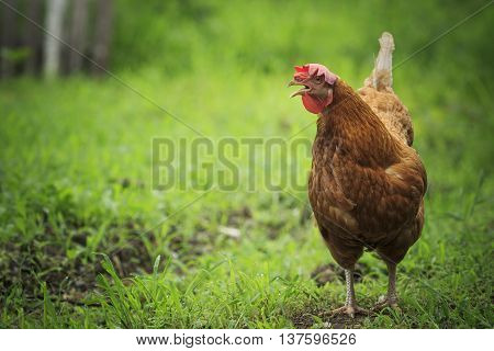 close up brown chicken in green field livestock farm
