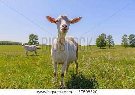 Goat grazing on a meadow green grass Sunny day