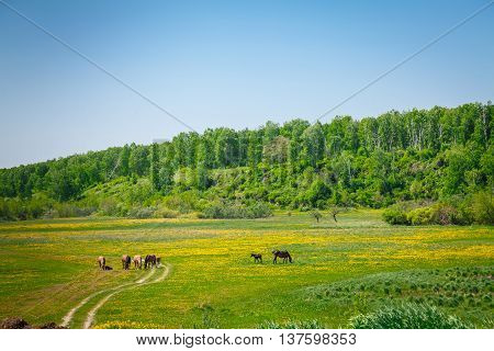 Horses walking in the meadow with flowers on a Sunny Summer day Nature and freedom