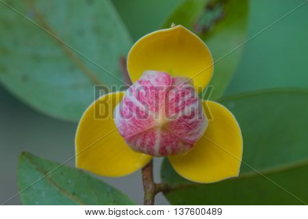 Mitrephora Keithii Flower Close Up