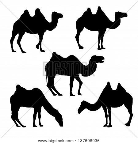 Set of five vector bactrian camel silhouettes