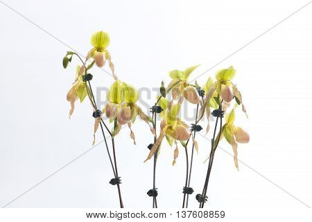 Paph.bellatulum x (Avalon Mist Pinky x Pineapple Thaipapilio) ·