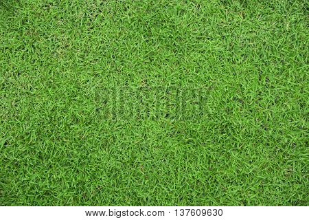 Close-up image of fresh spring green grass