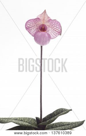 Paph. Magic Lantern Paphiopedilum pink flowers,ground orchids.