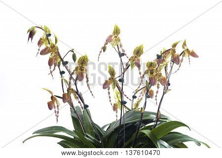 Paph Pinocchio x Philippinense Another shot of this hybrid. Really like the color contrasts and waxy texture of these flowers. beautiful orchids.