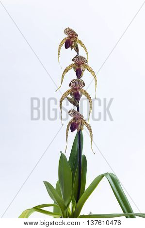 Paph. Lady Rothschild (rothschildianum 'Fly Eagle' AM/AOS x Lady Isabel ' Norman' HCC/AOS)