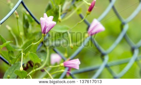 delicate pink wild bluebells grow on the iron grid