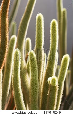 Cactus on stone desert,beautiful cactus strange shape