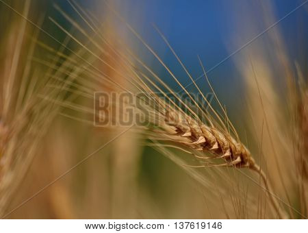 Wheat spike isolated with  foreground and background out of focus