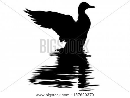 Duck sitting on water on a white background