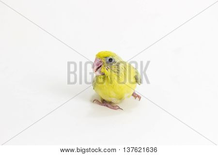 Pastel Green Forpus Bird Chick
