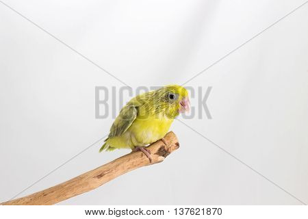 Pastel Green Forpus Bird Chick