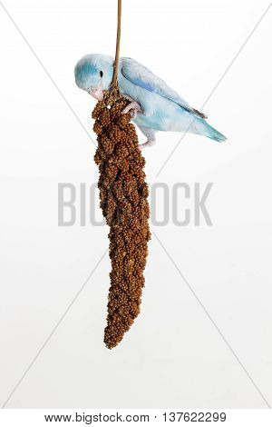 Forpus Eating Millet Spray