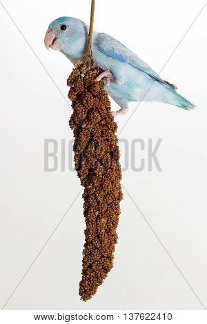 Forpus Eating Millet Spray